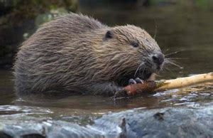 The European beaver | Facts About All