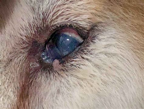 What Can Cause A Dog Eye Infection