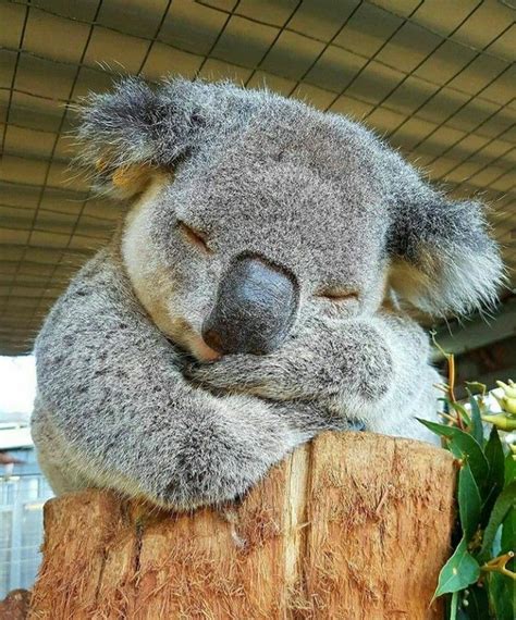 Napping Koala | Koala, Koalas, Koala bear