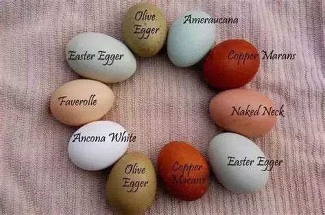 what color are silkie chicken eggs - Google Search | Easter eggers ...