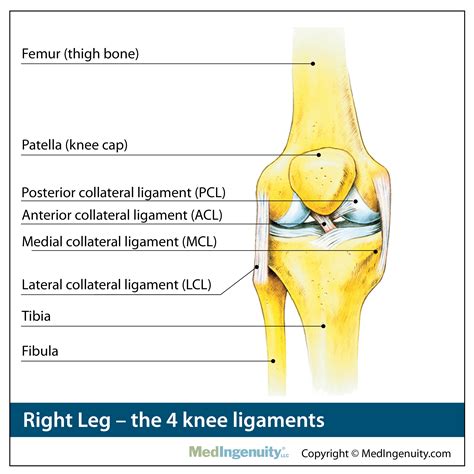 Ligaments Of The Joints Anatomical Chart Joints Anatomy Physical ...