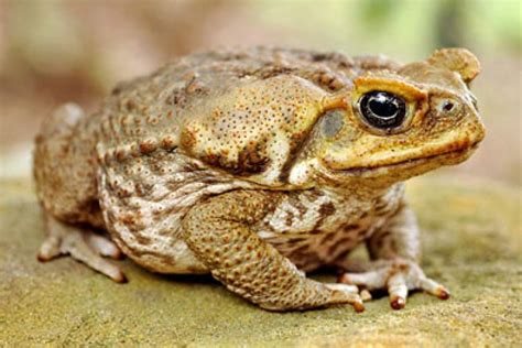 cane toad - ABC News (Australian Broadcasting Corporation)