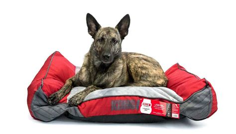 Top 4 Best Chew-Proof Dog Beds of 2022 | KONG Club