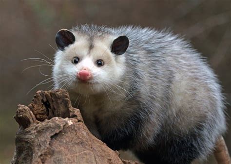 How and Where Do Possums Sleep- Everything You Need to Know - A-Z Animals