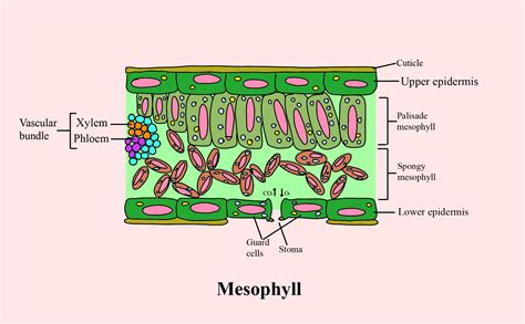 Palisade Cell Structure