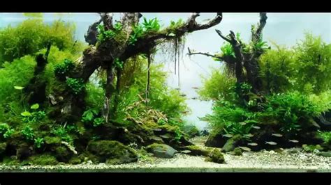 Akuarium Air Tawar Landscape - Blog Aquascape