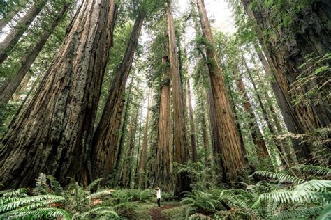 9 (Ancient) Hikes at REDWOOD NATIONAL PARK You Can't Miss