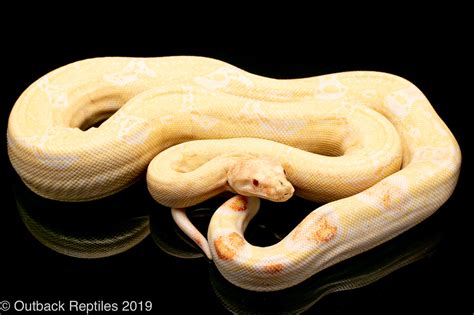 ALbino boa female | Outback Reptiles