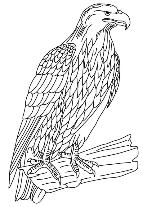 Wildlife Falcon Bird Coloring Pages - NetArt | Bird coloring pages ...