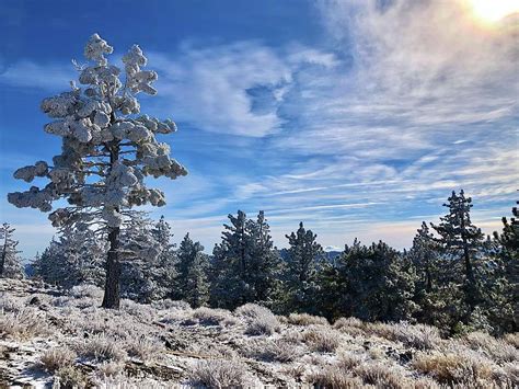 Frazier Park Snow Tree Photograph by Collin Westphal - Fine Art America