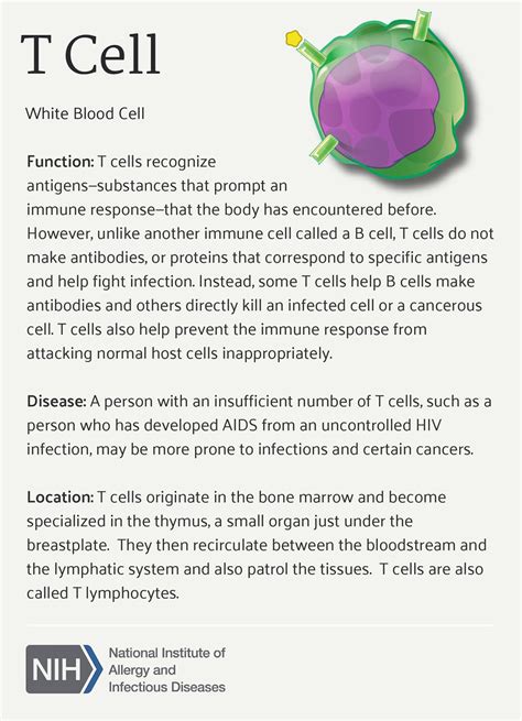 T Cell | T cell function, relationship to disease, and locat… | Flickr