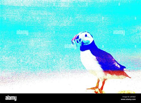 Puffin with sand eels Stock Photo - Alamy