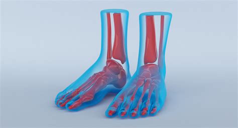 3d foot anatomy model