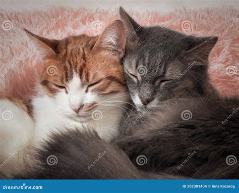 Cats Sleeping Together. the Friendship of the Two Cats, Love and ...