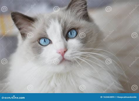 Cat with Blue Eyes. Ragdoll. Stock Image - Image of ragdolls, eyes ...