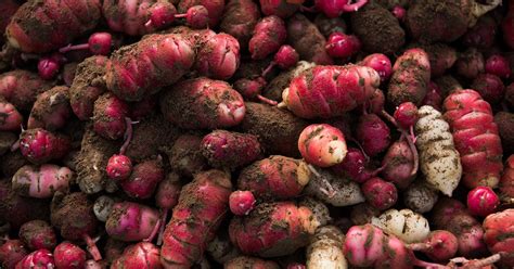 Oh, Oca! An homage to oca vegetables in song by Farmer Lee Jones | The ...