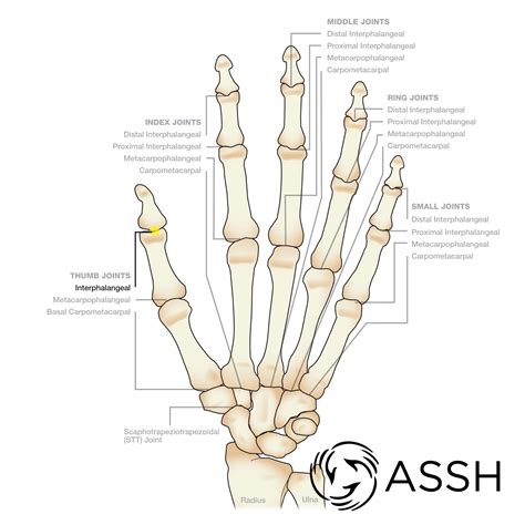 Body Anatomy: Upper Extremity Joints | The Hand Society