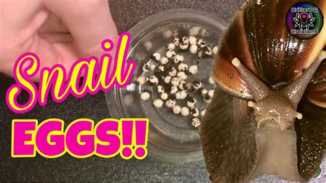 Dealing with Giant African Land Snail EGGS! 🐌🥚 - YouTube