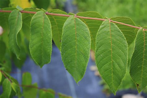 Black Walnut leaf 2 — Ontario Native Plant Nursery | Container Grown ...