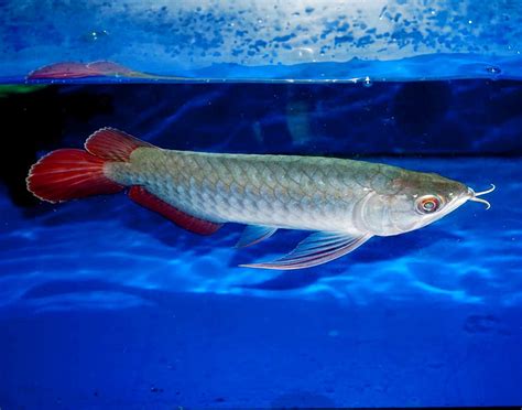 Arowana Of South East Asia (GSN Arowana Gallery) | Serama Negeri™