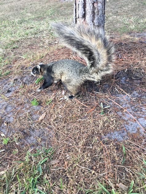 Florida fox squirrel. This one lets me get close sometimes : squirrels