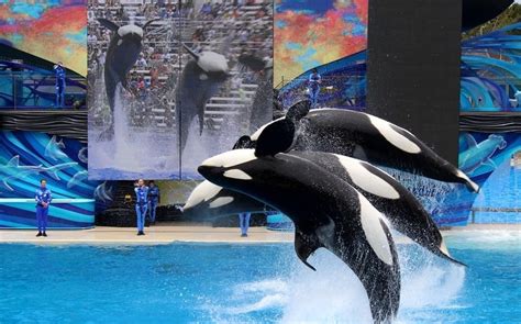 SeaWorld San Diego: tickets, rides, attractions, shows, hours & directions