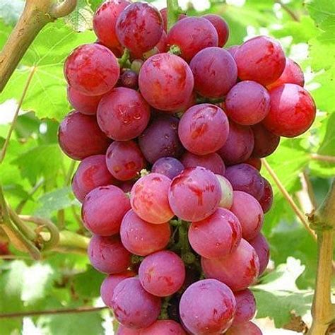 Grape Vine Plant - Suffolk Red | Carbeth Plants