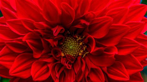 Red Flowers Images - Red Flower Aesthetic Wallpapers On Wallpaperdog ...