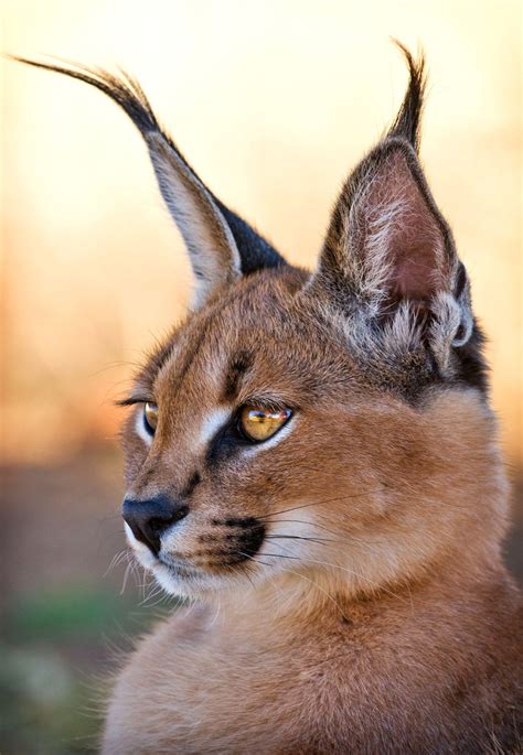 Portrait of a stunning caracal. Love those long black ear tufts. The ...