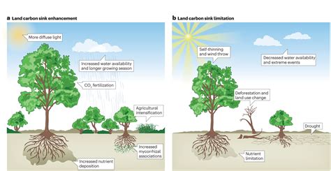 Terrestrial ecosystems can significantly offset human carbon emissions ...