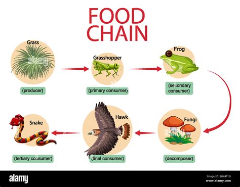 Food chain diagram concept Stock Vector Image & Art - Alamy