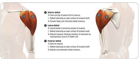 Internal Rotation Muscles