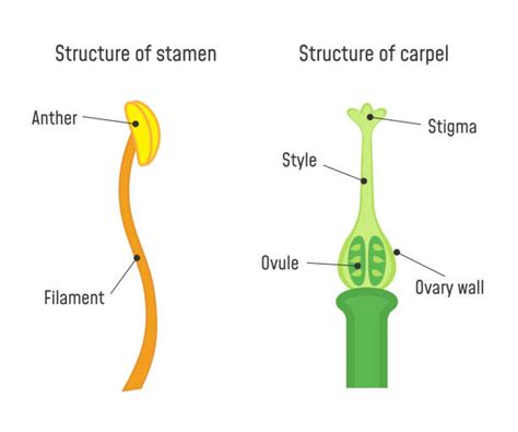 Draw A Neat Labelled Diagram Of Stamen Of Typical Flower | Images and ...