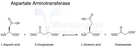 Transaminase An Overview ScienceDirect Topics, 43% OFF