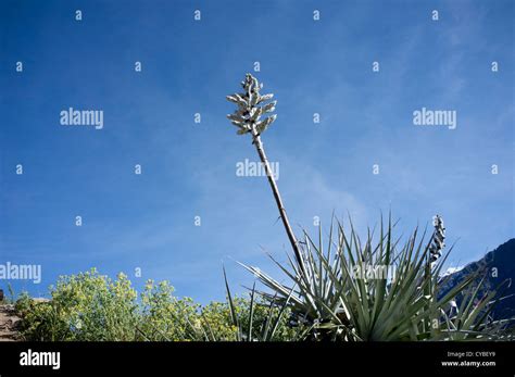 The Colca Valley. Peru Stock Photo - Alamy