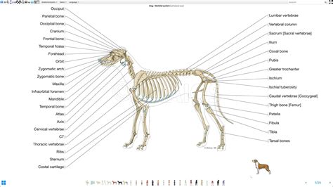 Labeled Dog Skeleton Diagram