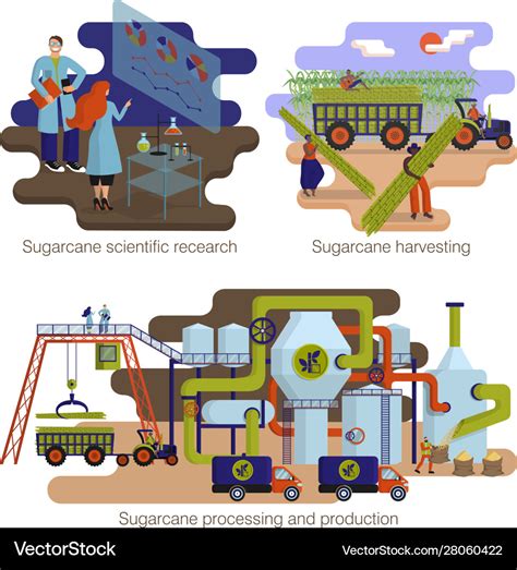 Sugar cane manufacturing process and production Vector Image