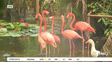 Everglades Wonder Gardens reopens in Bonita Springs - YouTube