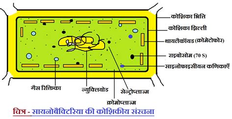 Cyanobacteria cell structure and Ecological importance | NCERT SCIENCE ...