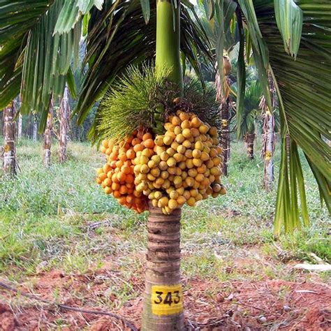 Areca Nut Palm, Betel Palm Seeds (Areca catechu) - Price €4.85