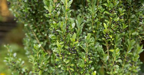 Japanese Holly Hedge Ilex Crenata Convexa | ubicaciondepersonas.cdmx.gob.mx