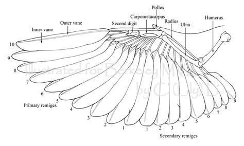 Diagram Of A Bird's Wing