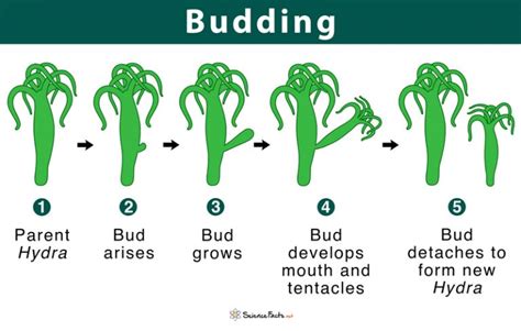 Budding: Definition & Types with Examples & Diagram