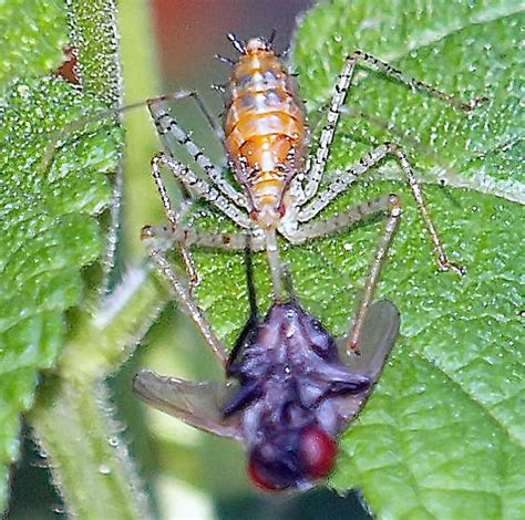 Is this a Zelus renardii nymph? view 2 - Zelus renardii - BugGuide.Net