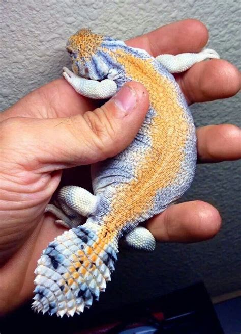 Uromastyx is a genus of African and Asian agamid lizard whose members ...