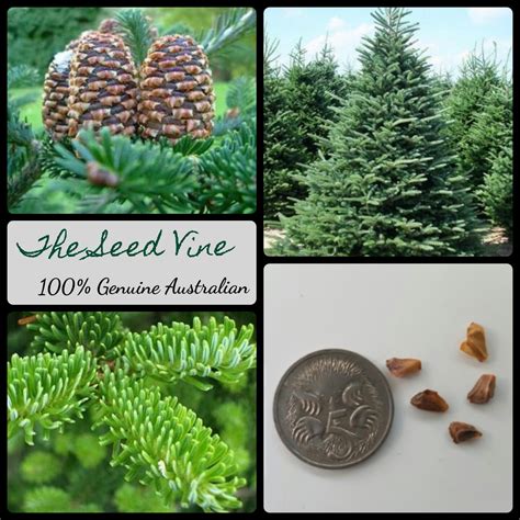 Abies fraseri - Fraser Fir - The Seed Vine