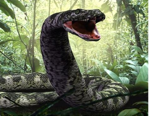 Titanoboa cerrejonensis, a prehistoric snake found in Colombia‭ during ...