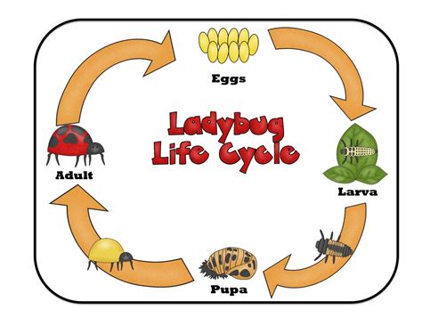 Ladybug life cycle, Preschool printables, Ladybug