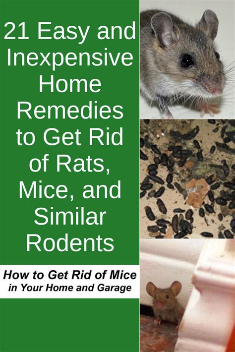 Natural Remedies To Get Rid Of Rats - Houses For Rent Near Me