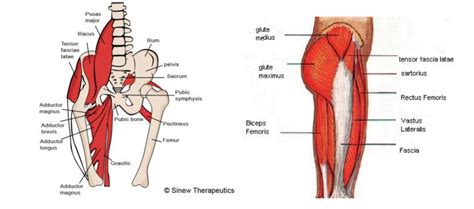 hip abductor training > OFF-51%